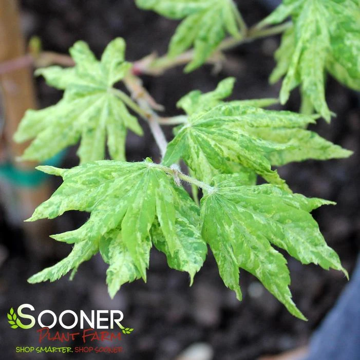 KUMOI NISHIKI FULL MOON UPRIGHT JAPANESE MAPLE 1 KUMOI NISHIKI FULL MOON UPRIGHT JAPANESE MAPLE