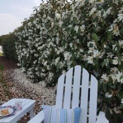 Outlet The Brio Bud Store -Outlet The Brio Bud Store DETA3 5583