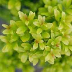 GLOW POP™ JAPANESE HOLLY -Outlet The Brio Bud Store DETA3 5737