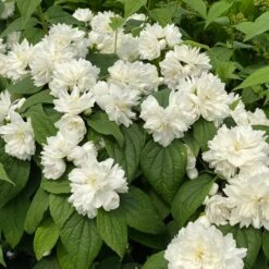 ILLUMINATI SPICE™ MOCKORANGE -Outlet The Brio Bud Store DETA3 5740