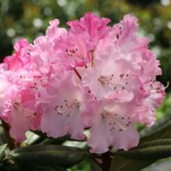 DANDY MAN COLOR WHEEL® RHODODENDRON -Outlet The Brio Bud Store DETA3 5763