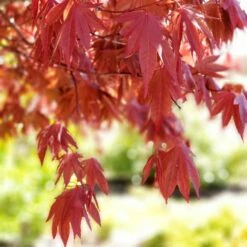 SAMURAI SWORD⢠UPRIGHT JAPANESE MAPLE