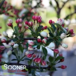 SARGENT TINA CRABAPPLE 6 SARGENT TINA CRABAPPLE -Outlet The Brio Bud Store DETA4 1303