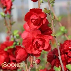 DOUBLE TAKE® SCARLET STORM QUINCE -Outlet The Brio Bud Store DETA4 2022