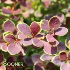 SUNJOY® TANGELO BARBERRY 9 SUNJOY® TANGELO BARBERRY -Outlet The Brio Bud Store DETA4 2569