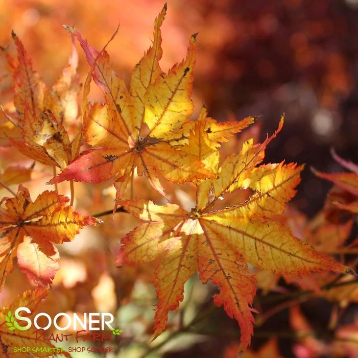 SUMINAGASHI UPRIGHT JAPANESE MAPLE 1 SUMINAGASHI UPRIGHT JAPANESE MAPLE