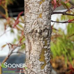 ARA KAWA UPRIGHT JAPANESE MAPLE -Outlet The Brio Bud Store DETA4 3683