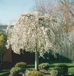 SNOW FOUNTAIN WEEPING FLOWERING CHERRY -Outlet The Brio Bud Store DETA4 433