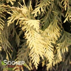 GOLDEN GLOBE ARBORVITAE -Outlet The Brio Bud Store DETA4 5189