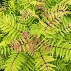 CHERRY ON TOP™ SORBARIA -Outlet The Brio Bud Store DETA4 5197