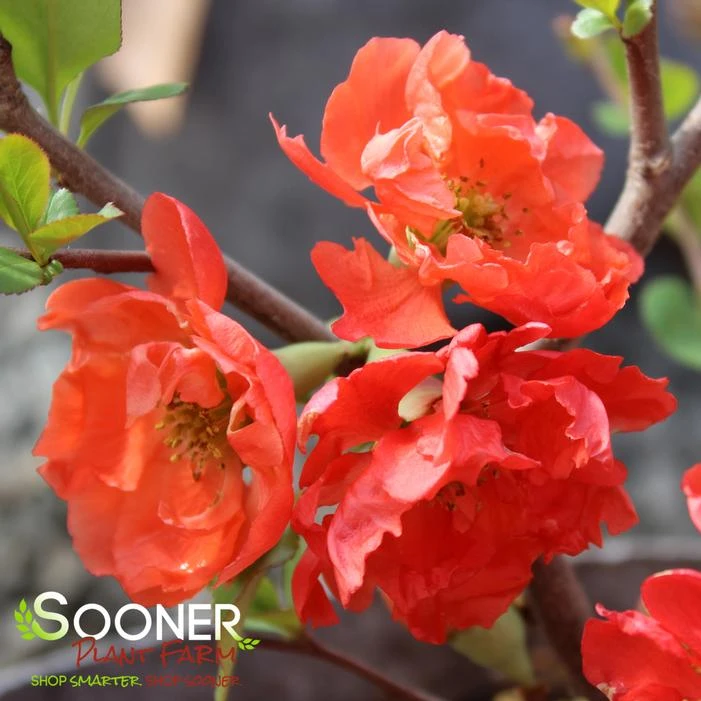 O YASHIMA FLOWERING QUINCE 2 O YASHIMA FLOWERING QUINCE - Image 2