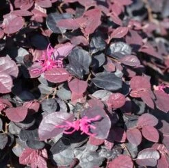 Outlet The Brio Bud Store -Outlet The Brio Bud Store DETA5 1098