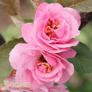 BRANDYWINE CRABAPPLE 1 BRANDYWINE CRABAPPLE