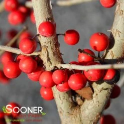 WARREN'S RED POSSUMHAW HOLLY -Outlet The Brio Bud Store DETA5 1598