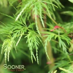 SEIRYU UPRIGHT JAPANESE MAPLE -Outlet The Brio Bud Store DETA5 1875