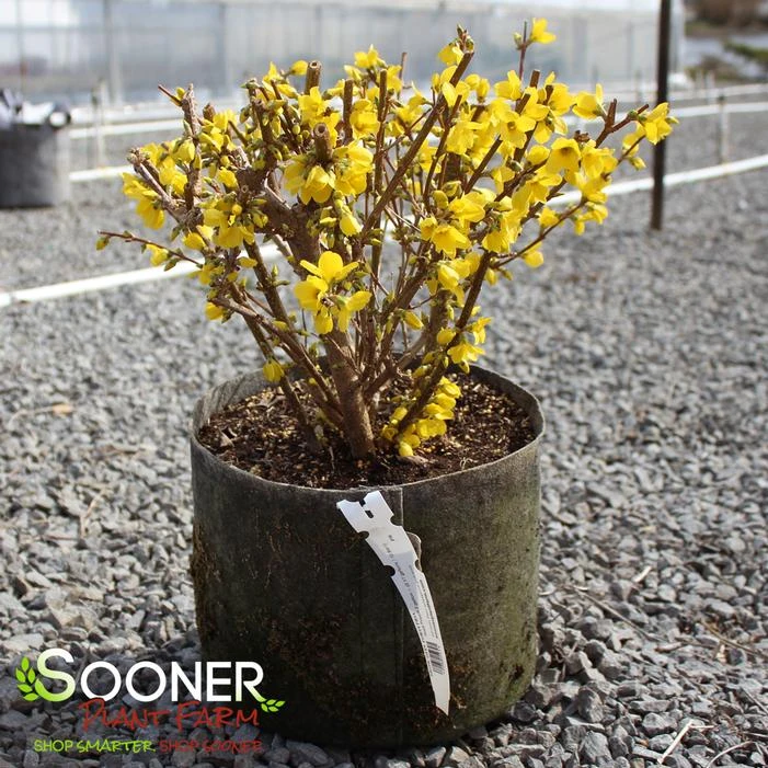 SHOW OFF® FORSYTHIA 4 SHOW OFF® FORSYTHIA - Image 4