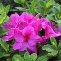 BLOOM-A-THON® LAVENDER AZALEA -Outlet The Brio Bud Store DETA5 2243