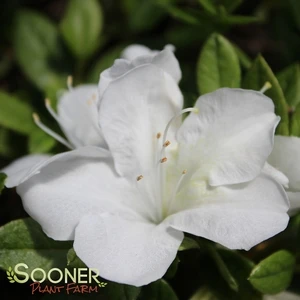 BLOOM-A-THON® WHITE AZALEA 3 BLOOM-A-THON® WHITE AZALEA - Image 3