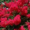 RED ROOSTER® CRAPEMYRTLE