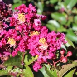 BERRY DAZZLE® CRAPEMYRTLE -Outlet The Brio Bud Store DETA5 2259