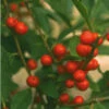RED SPRITE WINTERBERRY HOLLY