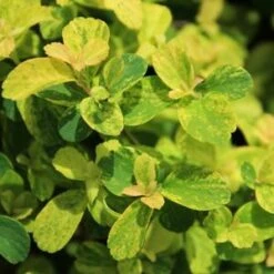 GOLDEN GLITTER™ SPIRAEA 3 GOLDEN GLITTER™ SPIRAEA -Outlet The Brio Bud Store DETA5 2440