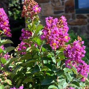 PRINCESS JADEN™ CRAPEMYRTLE 2 PRINCESS JADEN™ CRAPEMYRTLE - Image 2