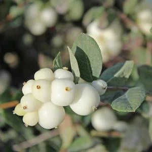 GALAXY™ CORALBERRY 1 GALAXY™ CORALBERRY