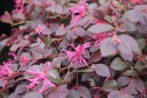 CRIMSON FIRE™ LOROPETALUM 3 CRIMSON FIRE™ LOROPETALUM - Image 3
