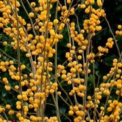 BERRY HEAVY® GOLD WINTERBERRY HOLLY -Outlet The Brio Bud Store DETA5 3040