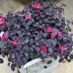 Outlet The Brio Bud Store 21 JAZZ HANDS MINI® LOROPETALUM