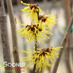 ARNOLD'S PROMISE WITCH HAZEL -Outlet The Brio Bud Store DETA5 3235