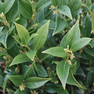 CHINESE SWEET BOX 1 CHINESE SWEET BOX