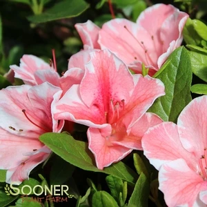 AUTUMN SUNBURST® ENCORE® AZALEA 3 AUTUMN SUNBURST® ENCORE® AZALEA - Image 3