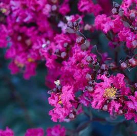 BLACK DIAMOND® MYSTIC MAGENTA CRAPEMYRTLE 1 BLACK DIAMOND® MYSTIC MAGENTA CRAPEMYRTLE