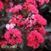 DOUBLE DYNAMITE® CRAPEMYRTLE