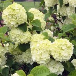 OPENING DAY™ DOUBLEFILE VIBURNUM 3 OPENING DAY™ DOUBLEFILE VIBURNUM -Outlet The Brio Bud Store DETA5 4207