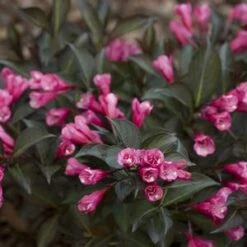 MIDNIGHT WINE SHINE® WEIGELA -Outlet The Brio Bud Store DETA5 4462