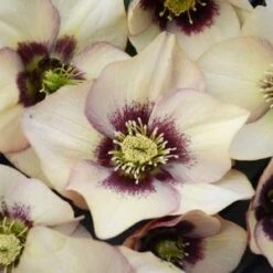 HONEYMOON® SANDY SHORES LENTEN ROSE -Outlet The Brio Bud Store DETA5 4477