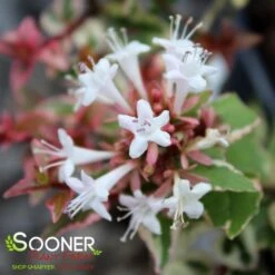 MARDI GRAS ABELIA -Outlet The Brio Bud Store DETA5 897