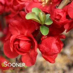 DOUBLE TAKE® SCARLET STORM QUINCE -Outlet The Brio Bud Store DETA6 2022