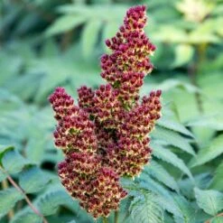 CHERRY ON TOP™ SORBARIA -Outlet The Brio Bud Store DETA7 5197