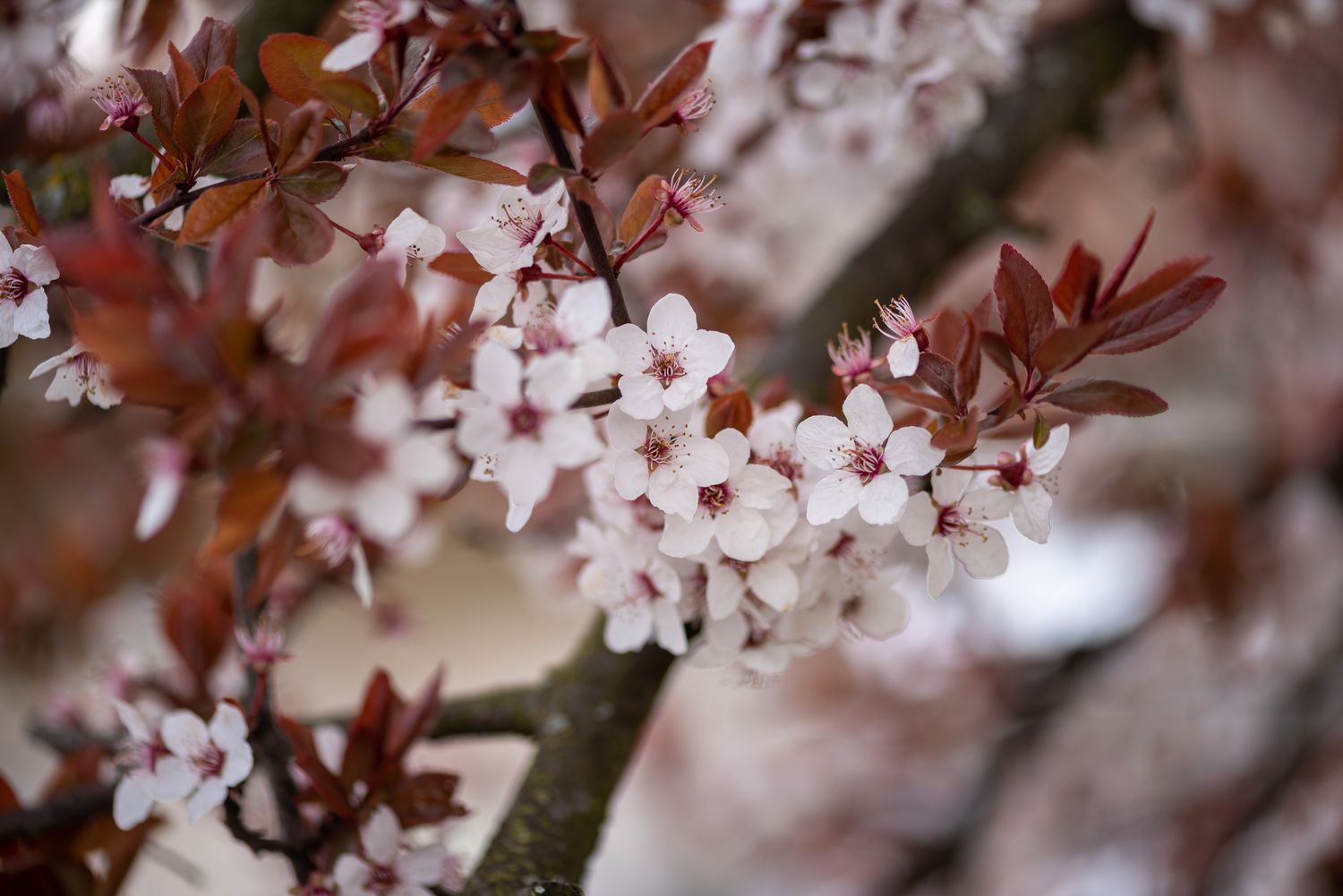 Outlet The Brio Bud Store -Outlet The Brio Bud Store 10 1